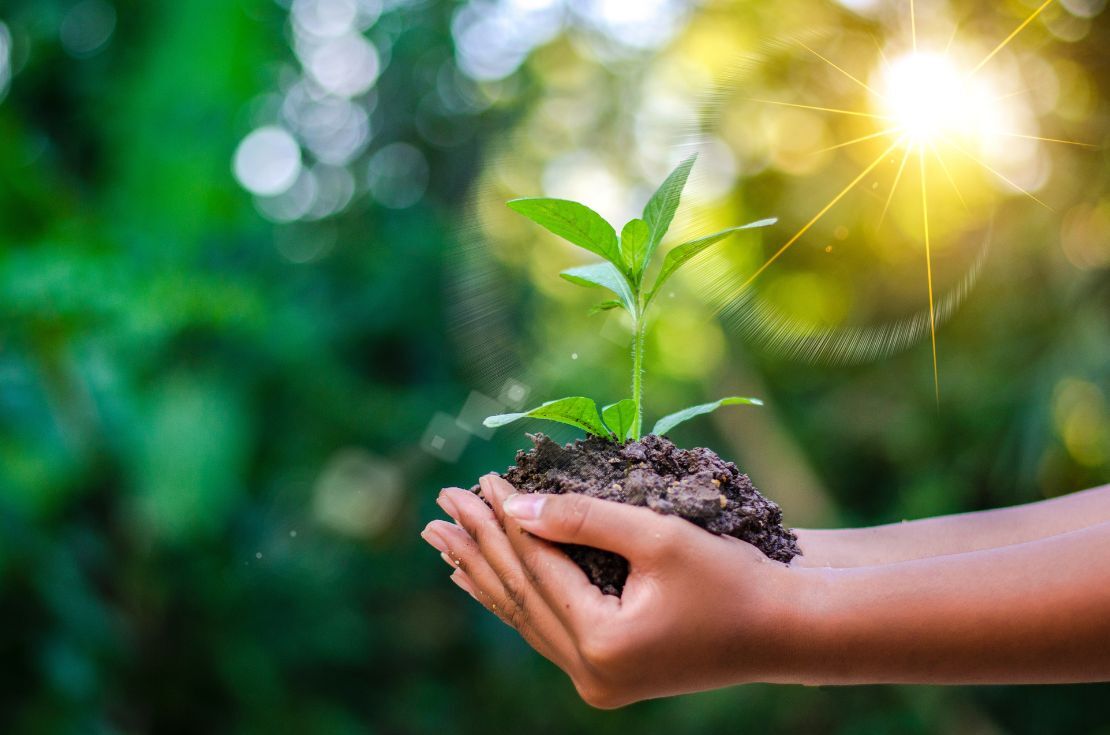 Growing Plant